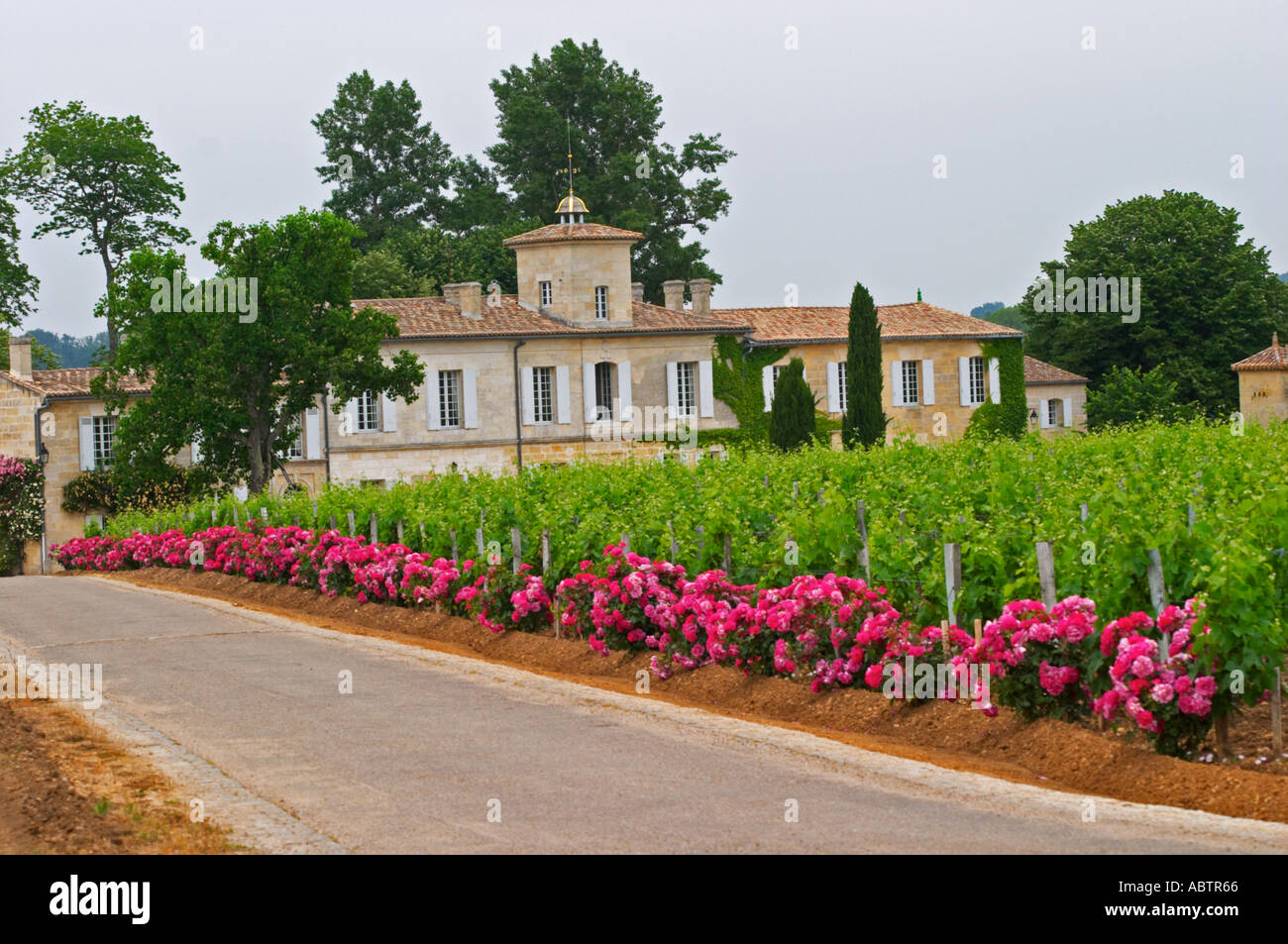 Chateau Gazin, its vineyard with a rose bush at the end of each row of vines and the road leading to the chateau Pomerol Bordeaux Gironde Aquitaine France Stock Photo