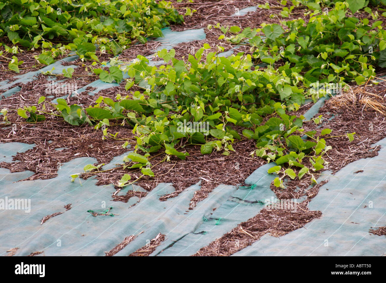 Mere vignes, Mother vines. vines that are allowed to grow freely to