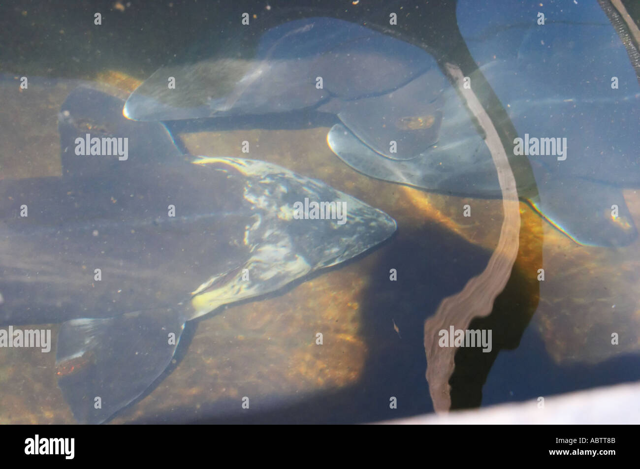 Three sturgeons in a Fish farm nursery dam pond "Caviar et Prestige