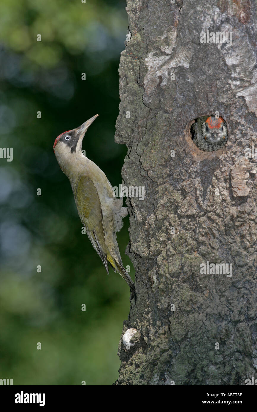 GREEN WOODPECKER Picus viridis Stock Photo - Alamy