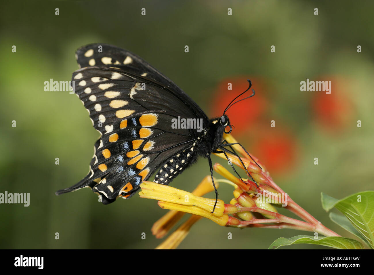 Black Swallowtail buttefly in profile view Stock Photo