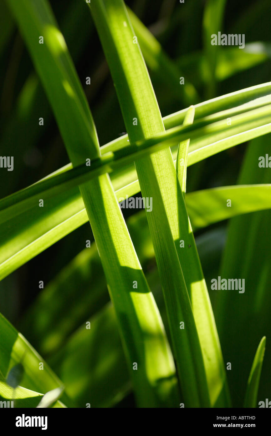 Crinum powellii Leaves of Stock Photo