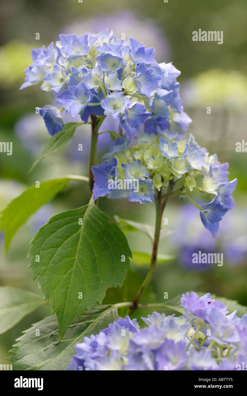 Hydrangea Blue Mop head Stock Photo Alamy