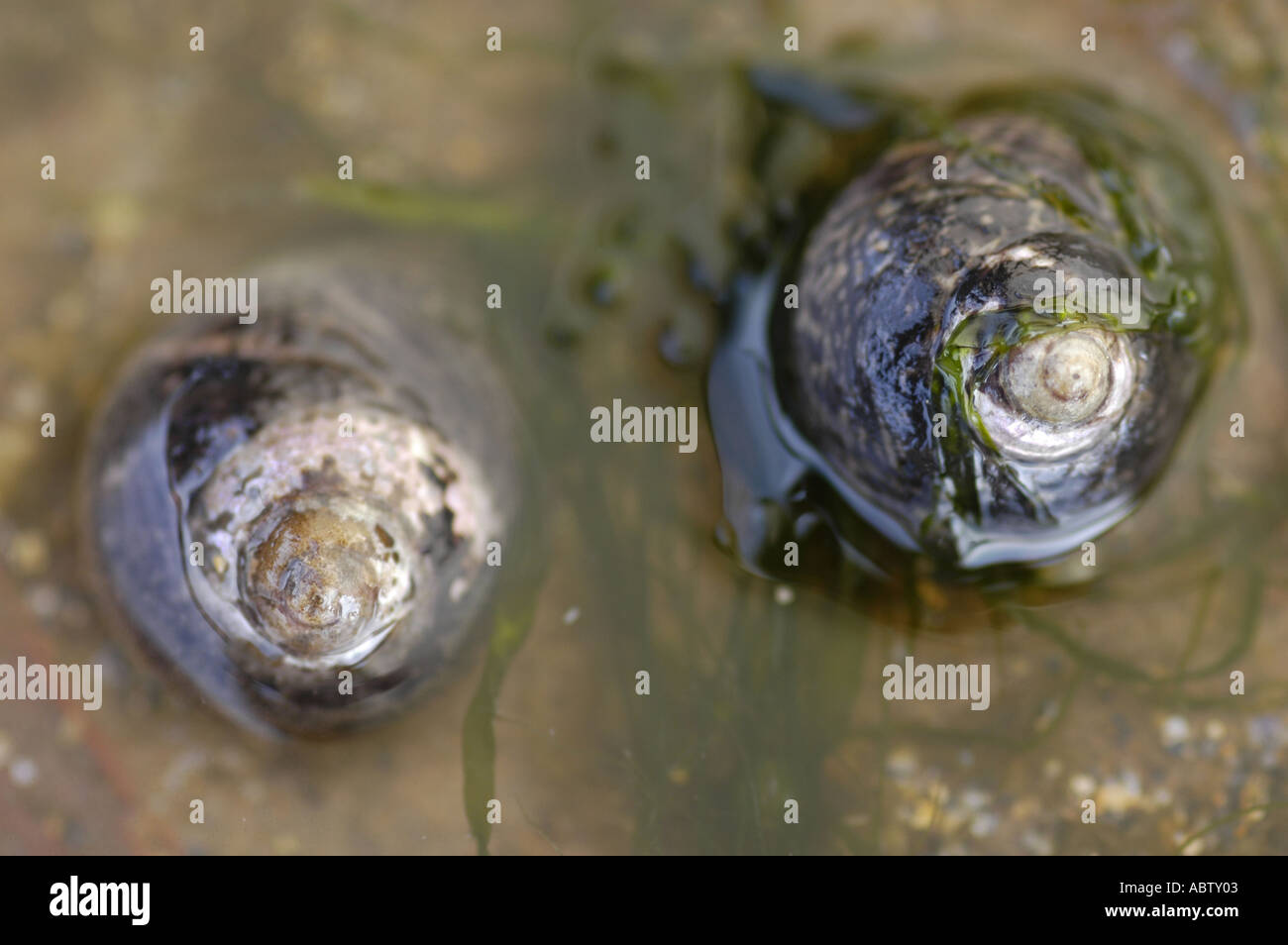 sea snails in water Stock Photo Alamy