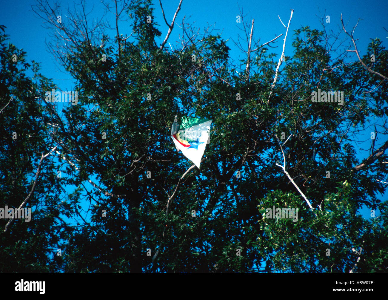 Flight aborted as kite gets caught in tree branches. Stock Photo