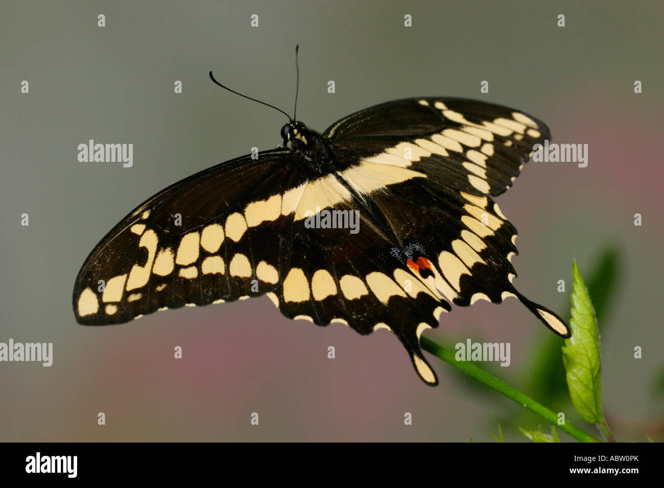 Giant Swallowtail butterfly Stock Photo