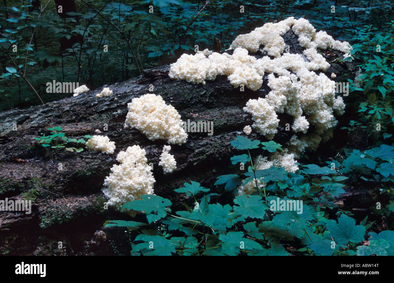 Hericium ramosum Stock Photo Alamy