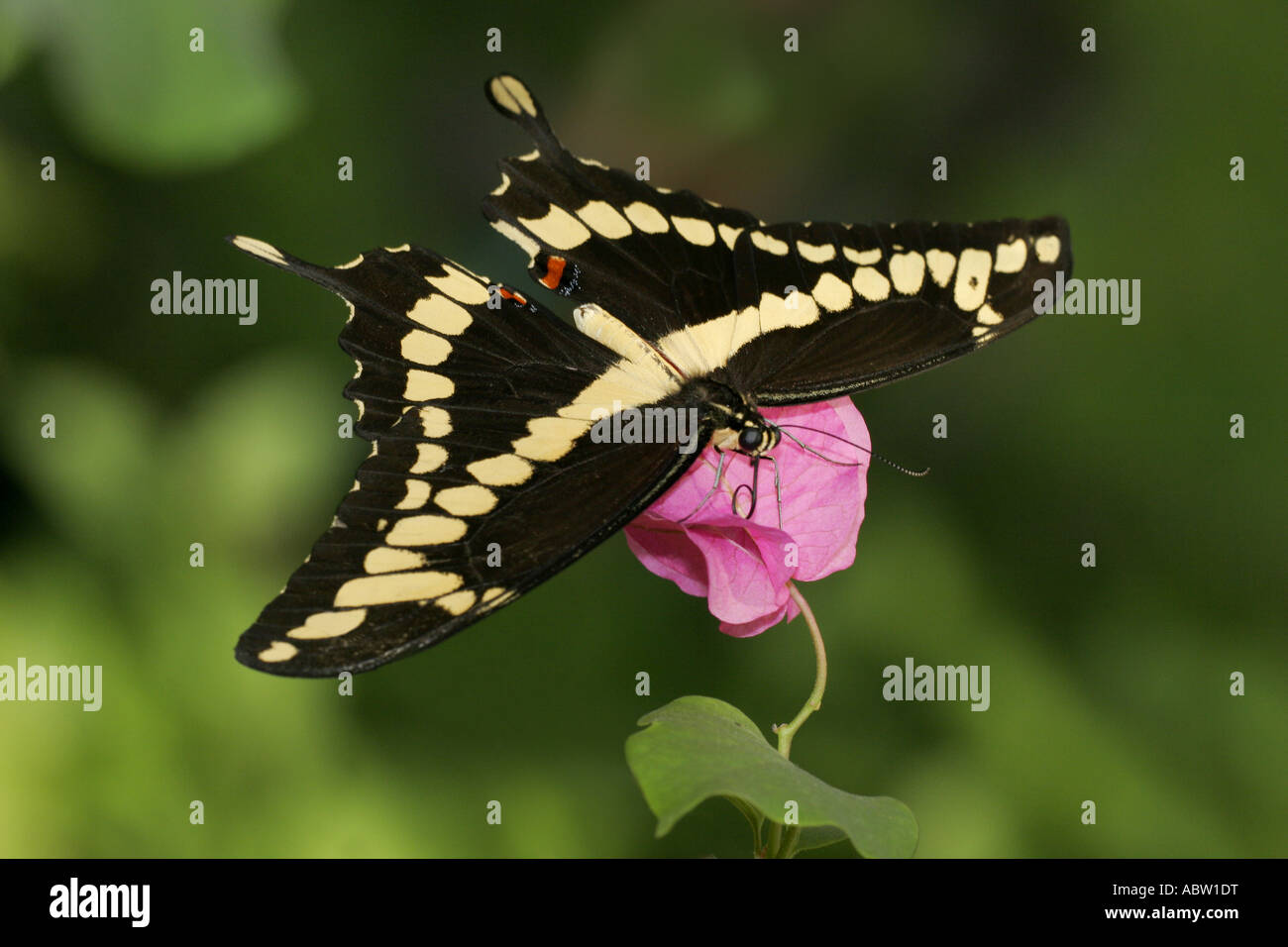 Giant Swallowtail butterfly topside view Stock Photo