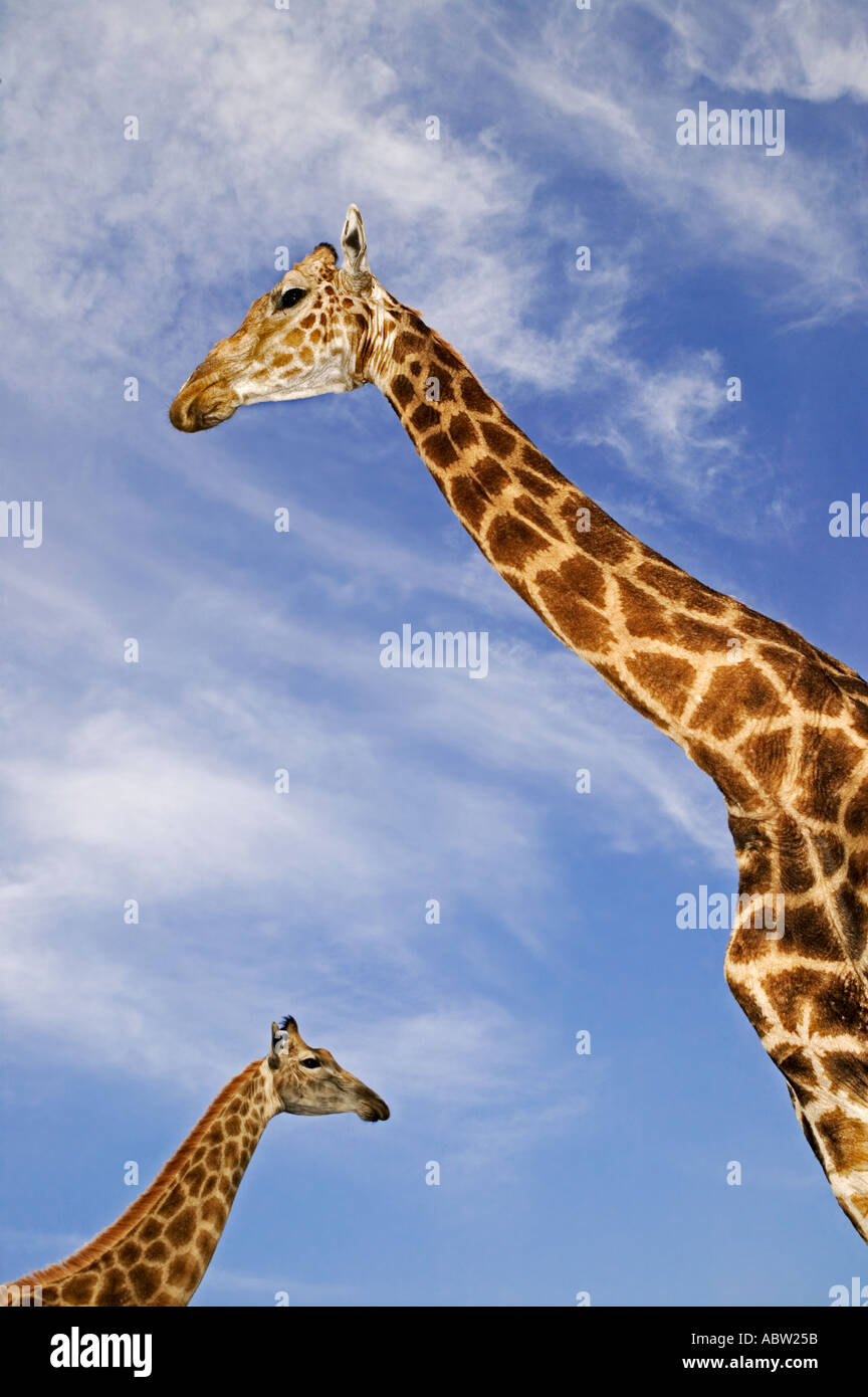 Southern Giraffe Giraffa camelopardalis giraffa Adult males can be 18