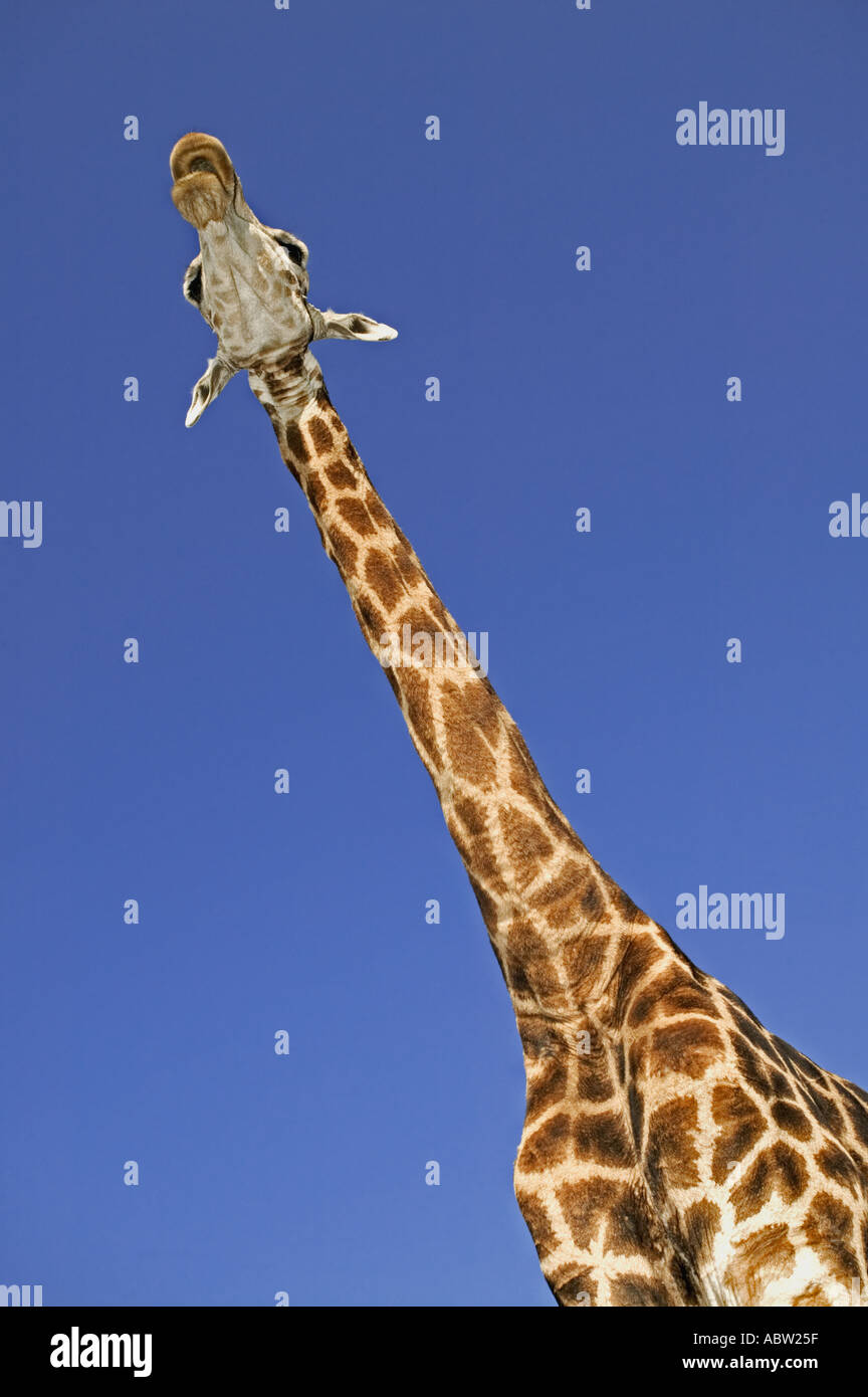 Southern Giraffe Giraffa camelopardalis giraffa Adult males can be 18