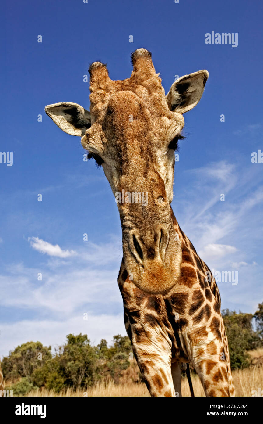 Southern Giraffe Giraffa camelopardalis giraffa Adult males can be 18 feet or 5 4 meters in height Africa Stock Photo