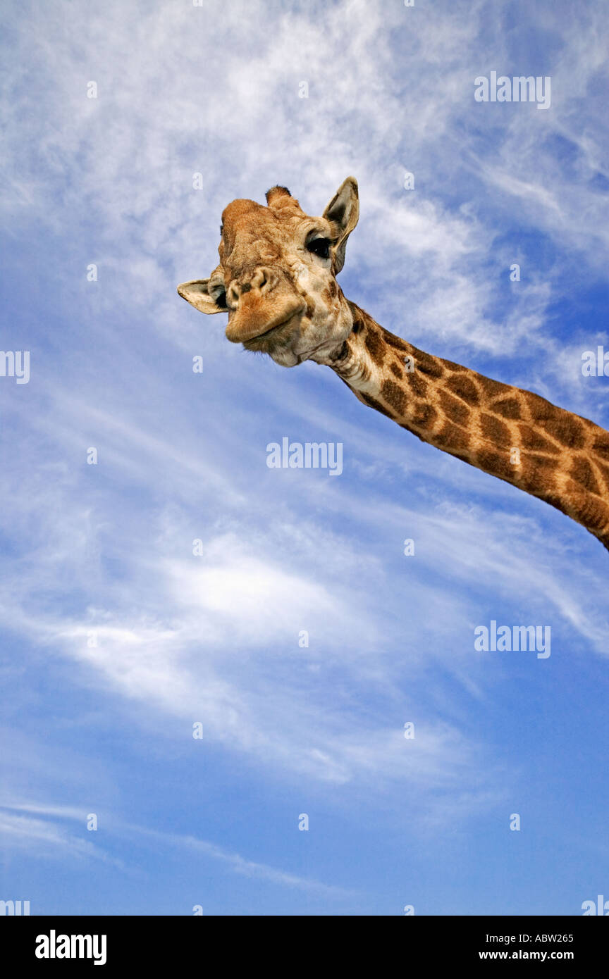 Southern Giraffe Giraffa camelopardalis giraffa Adult males can be 18