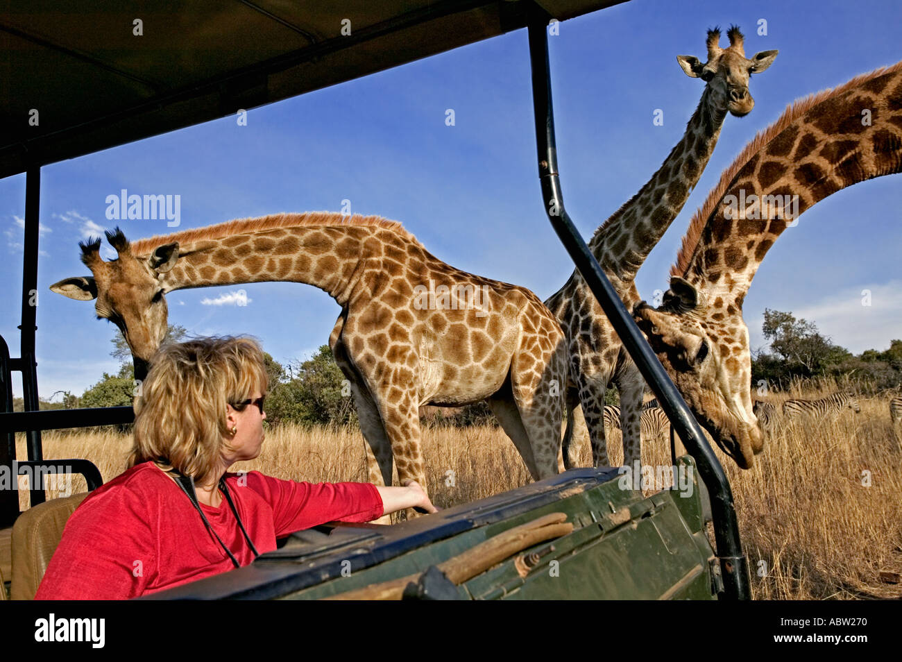 Southern Giraffe Giraffa camelopardalis giraffa With tourists on game drive Private game reserve Model released South Africa Stock Photo