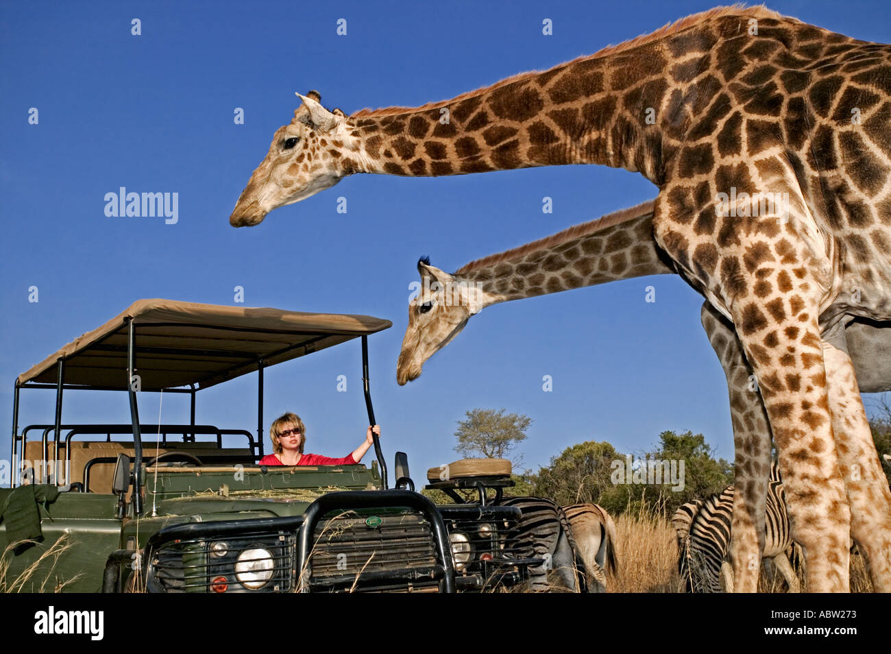 Southern Giraffe Giraffa camelopardalis giraffa With tourists on game drive Private game reserve Model released South Africa Stock Photo