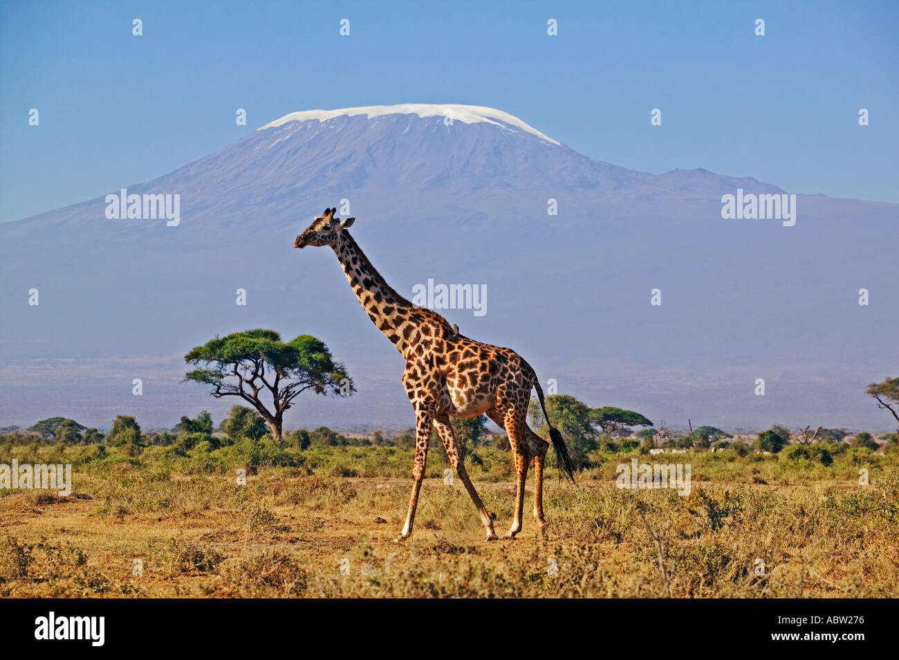 Southern Giraffe Giraffa camelopardalis giraffa With Kilimanjaro mountain in background Amboseli National Park Kenya Stock Photo