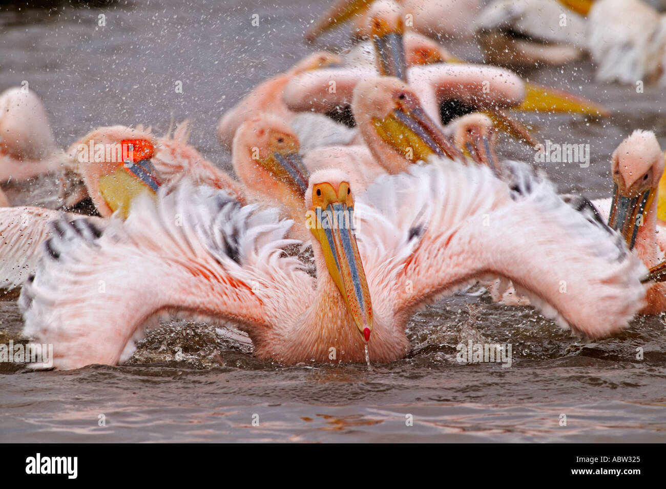 White Pelican Pelecanus onocrotalus Washing and preening Lake Nakuru Park Kenya Stock Photo