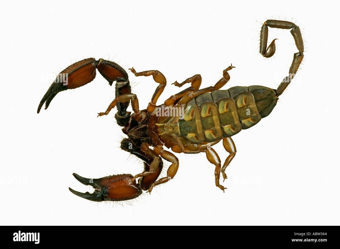 Scorpion Opistophthalmus Spp View from underneath Africa Stock Photo