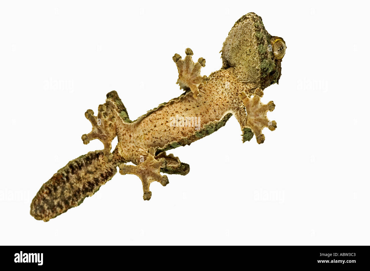 Fringed gecko Uroplatus henkeli View from below showing specially adapted feet Dist Madagascar Stock Photo