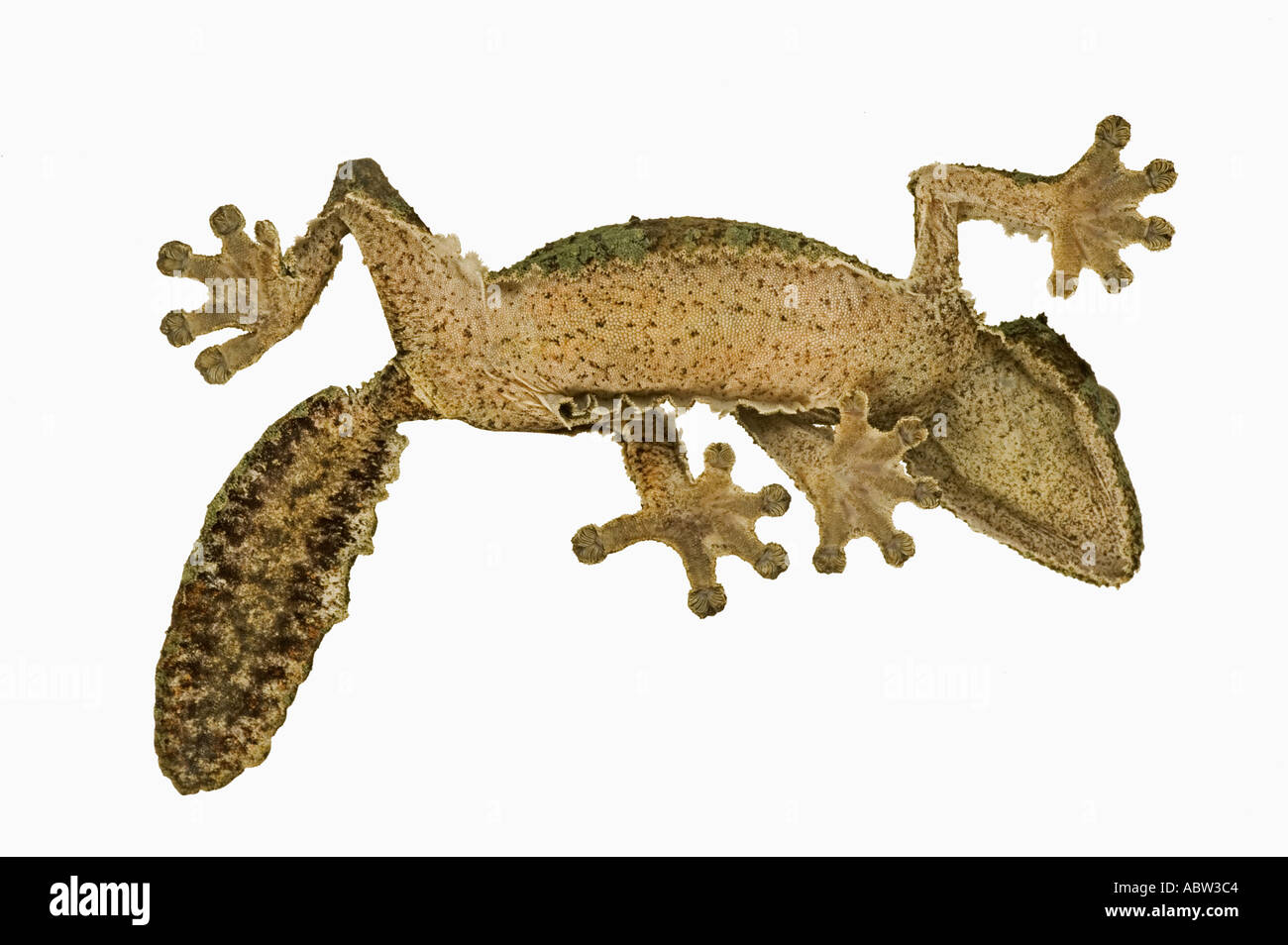 Fringed gecko Uroplatus henkeli View from below showing specially adapted feet Dist Madagascar Stock Photo