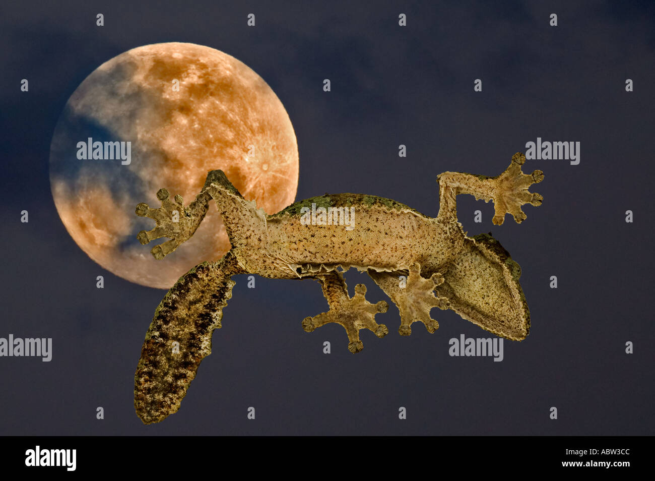 Fringed gecko Uroplatus henkeli From below showing specially adapted feet and moon in the background Madagascar Stock Photo