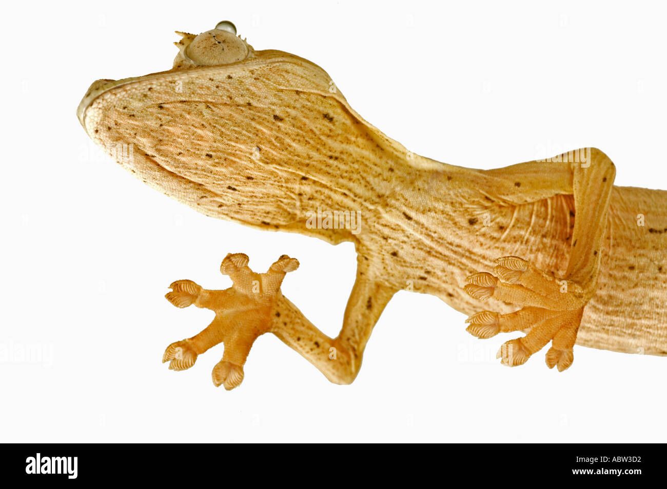 Lined Leaf tailed Gecko Uroplatus lineatus View from below showing specially adapted feet Dist Madagascar Stock Photo