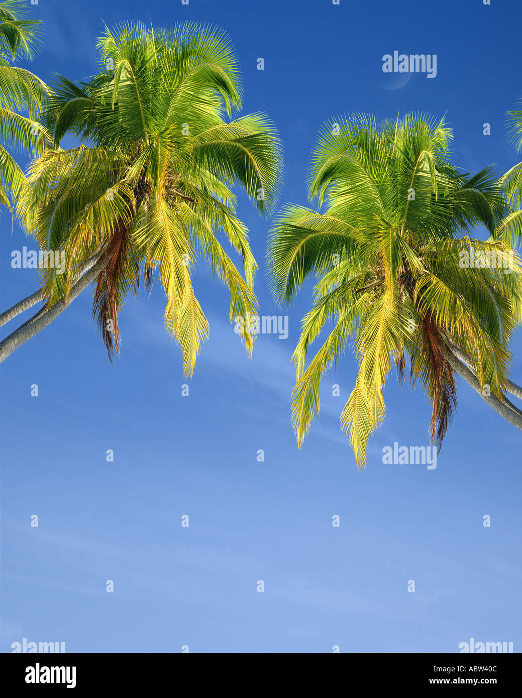 Tropical design hi-res stock photography and images - Alamy