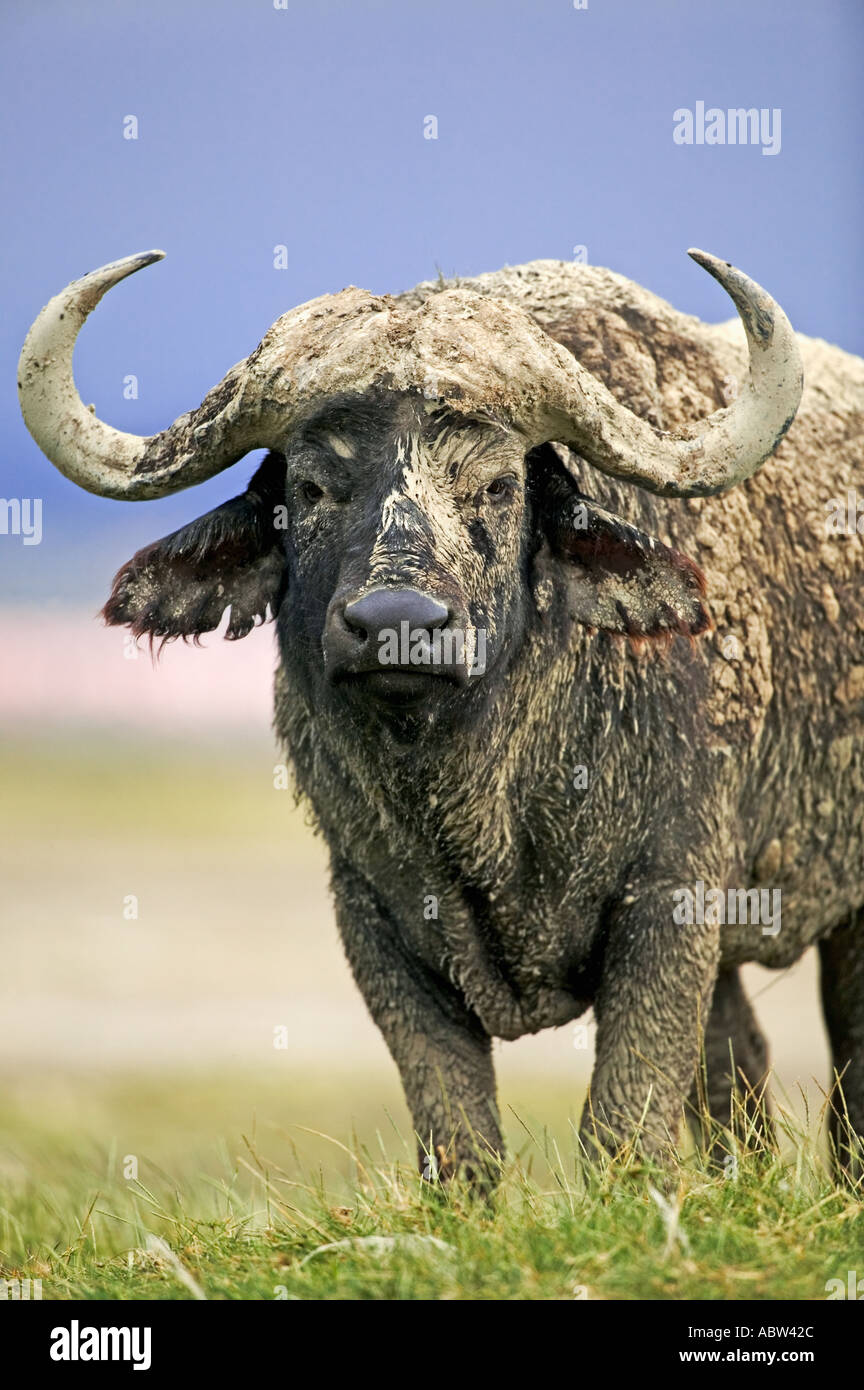 Cape Buffalo Syncerus caffer Portrait of old bull covered in mud Lake Nakuru National Park Kenya Dist Sub Saharan Africa Stock Photo