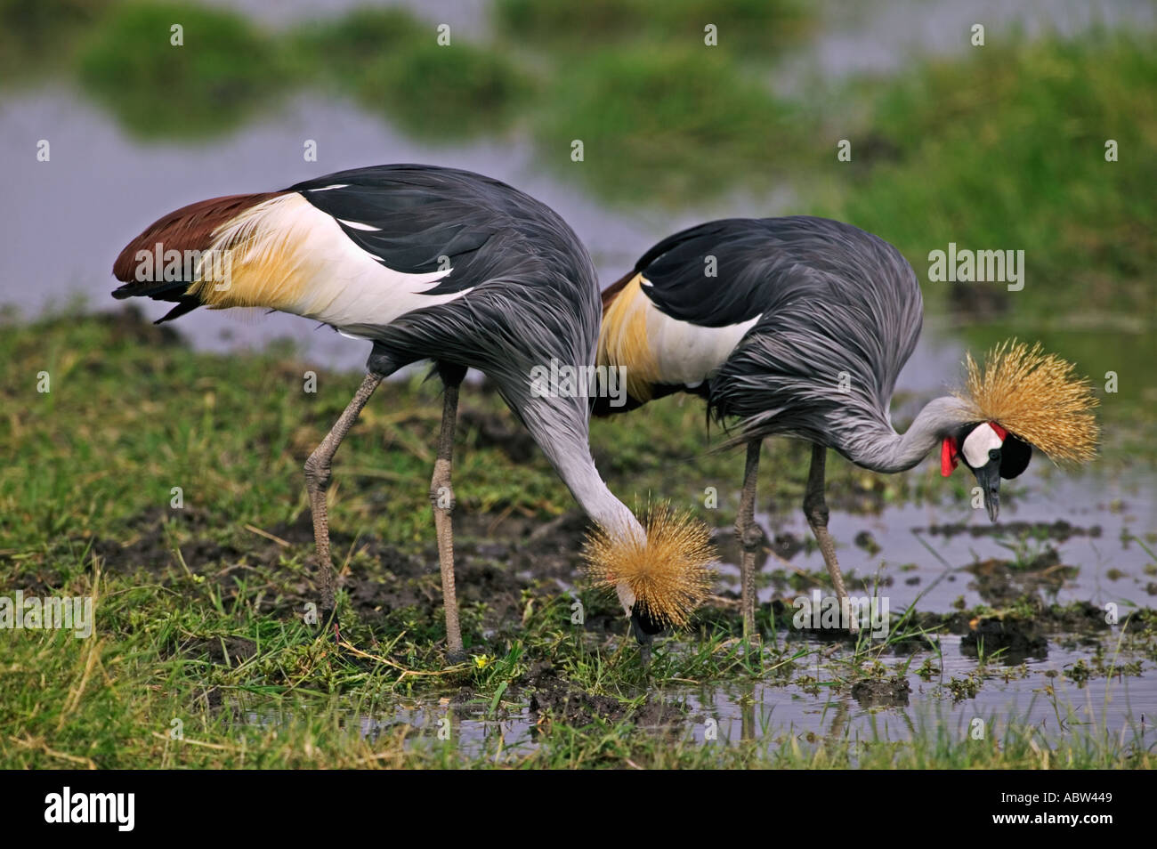 Crowned Crane Balearica regulorum Amboseli National Park Kenya Dist Southern East Africa Stock Photo