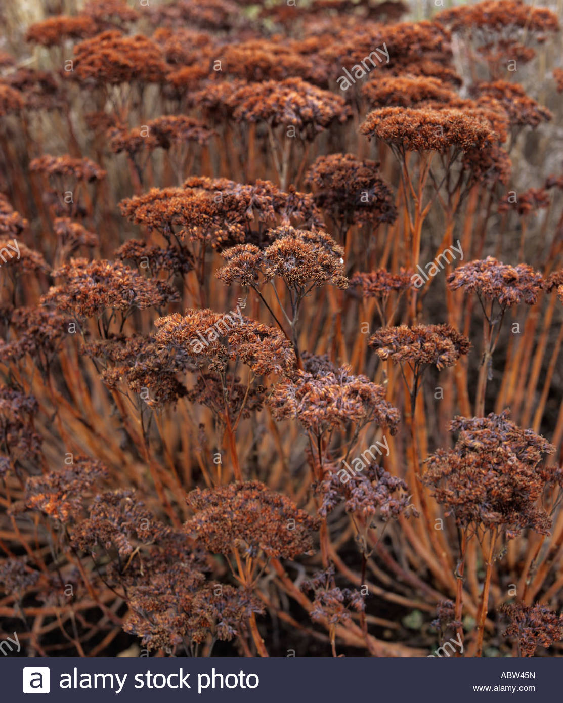 Winter Sedum Stock Photos & Winter Sedum Stock Images Alamy