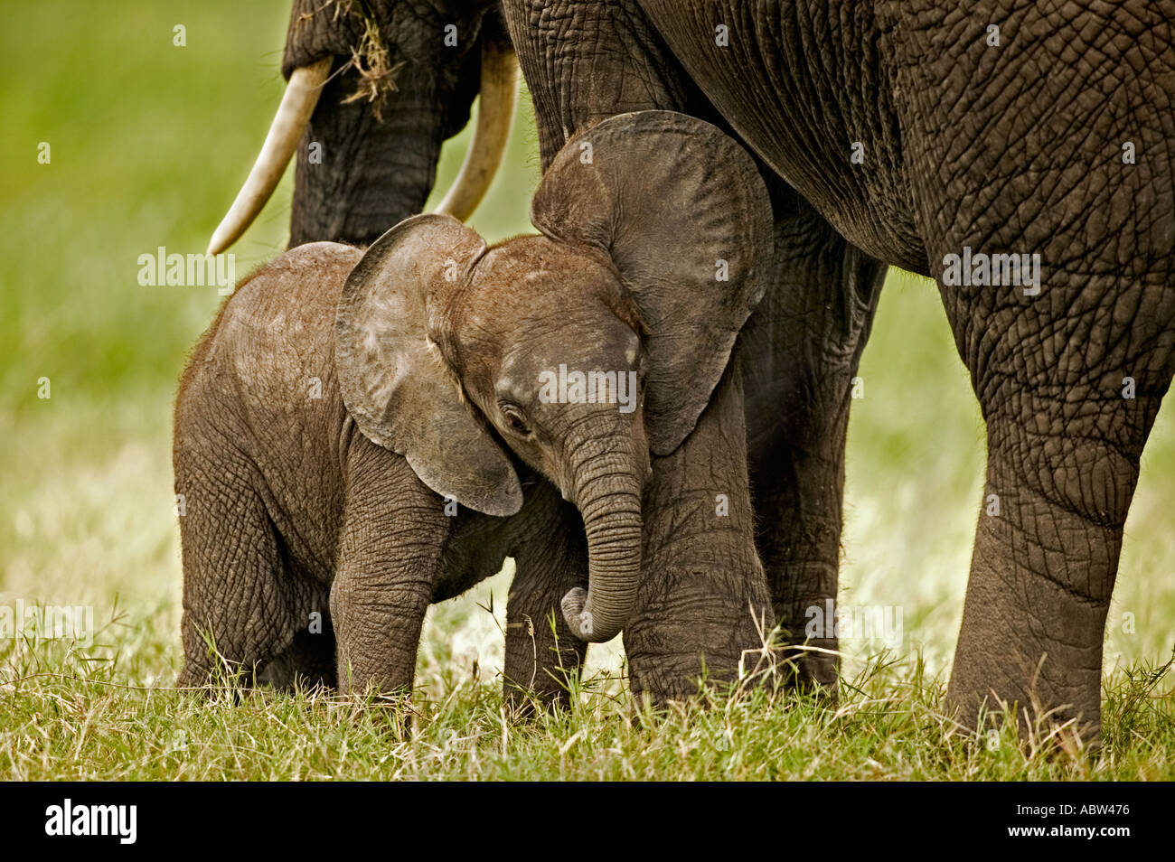 African elephant Loxodonta africana Young calf with adults Amboseli National Park Kenya Dist Sub saharan Africa Stock Photo