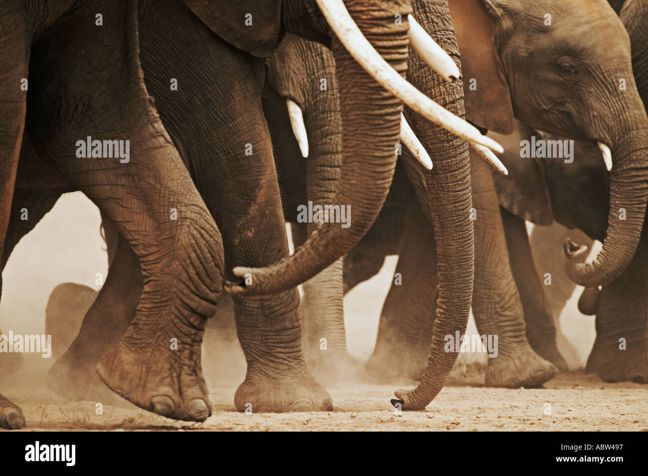 African elephant Loxodonta africana Herd on the move Amboseli National Park Kenya Dist Sub saharan Africa Stock Photo