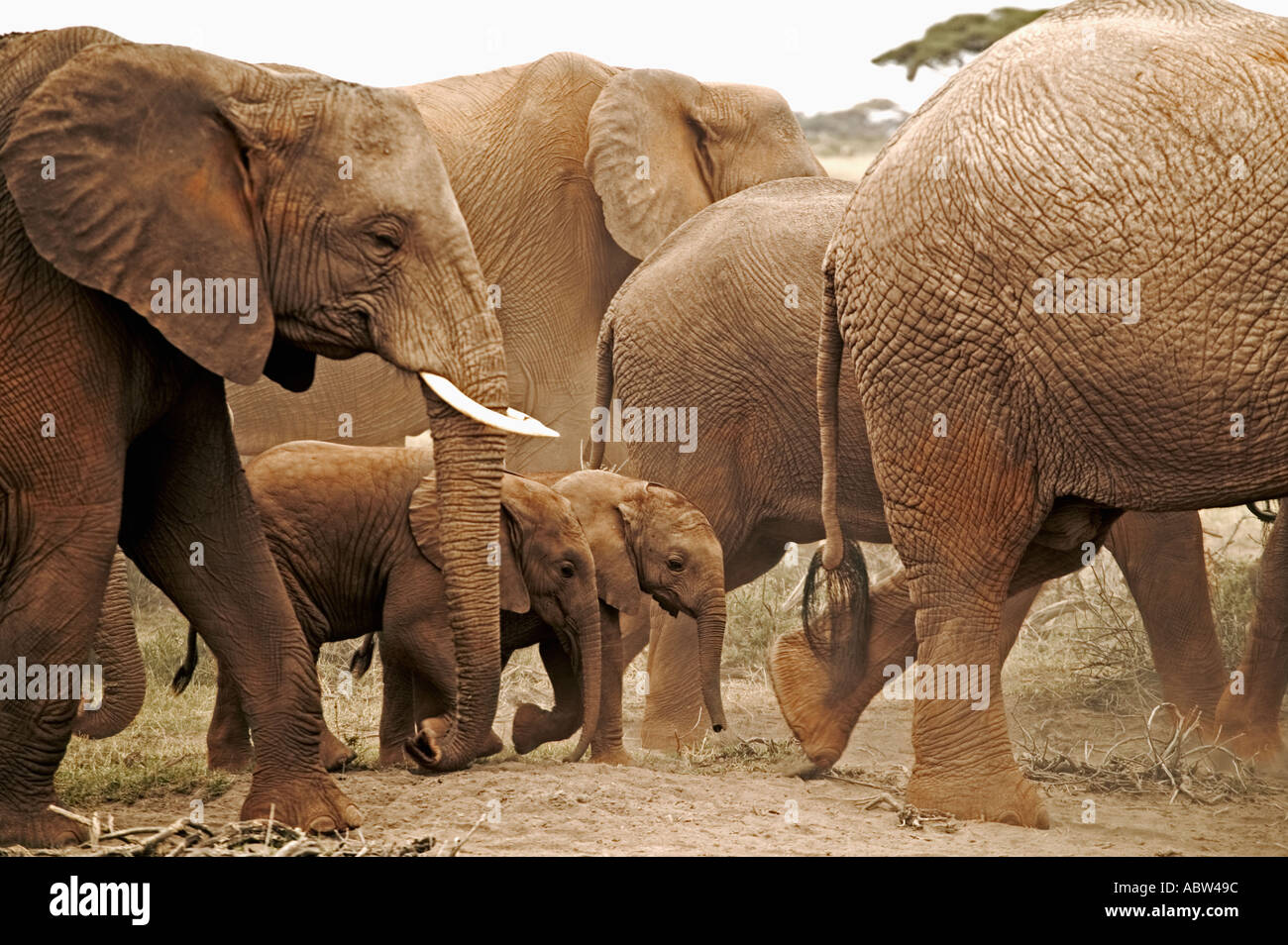 African elephant Loxodonta africana Herd on the move Amboseli National Park Kenya Dist Sub saharan Africa Stock Photo
