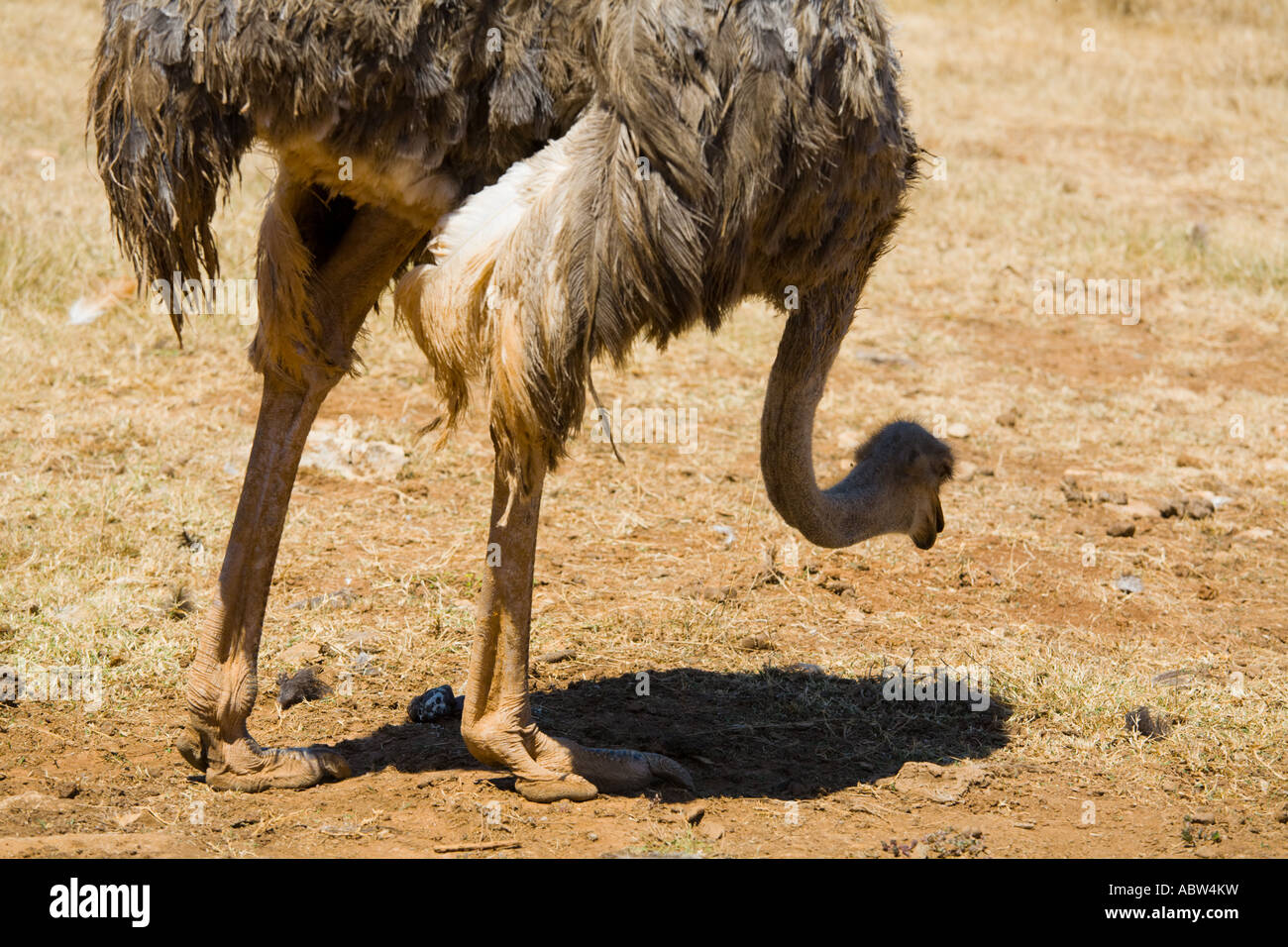 Ostrich bird in Safari site on Brioni islands, Veliki Brijun, Croatia Stock Photo
