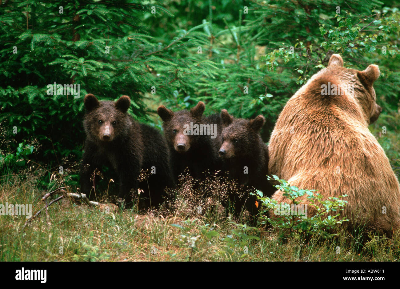 brown bear with 3 cubs / Ursus arctos Stock Photo - Alamy