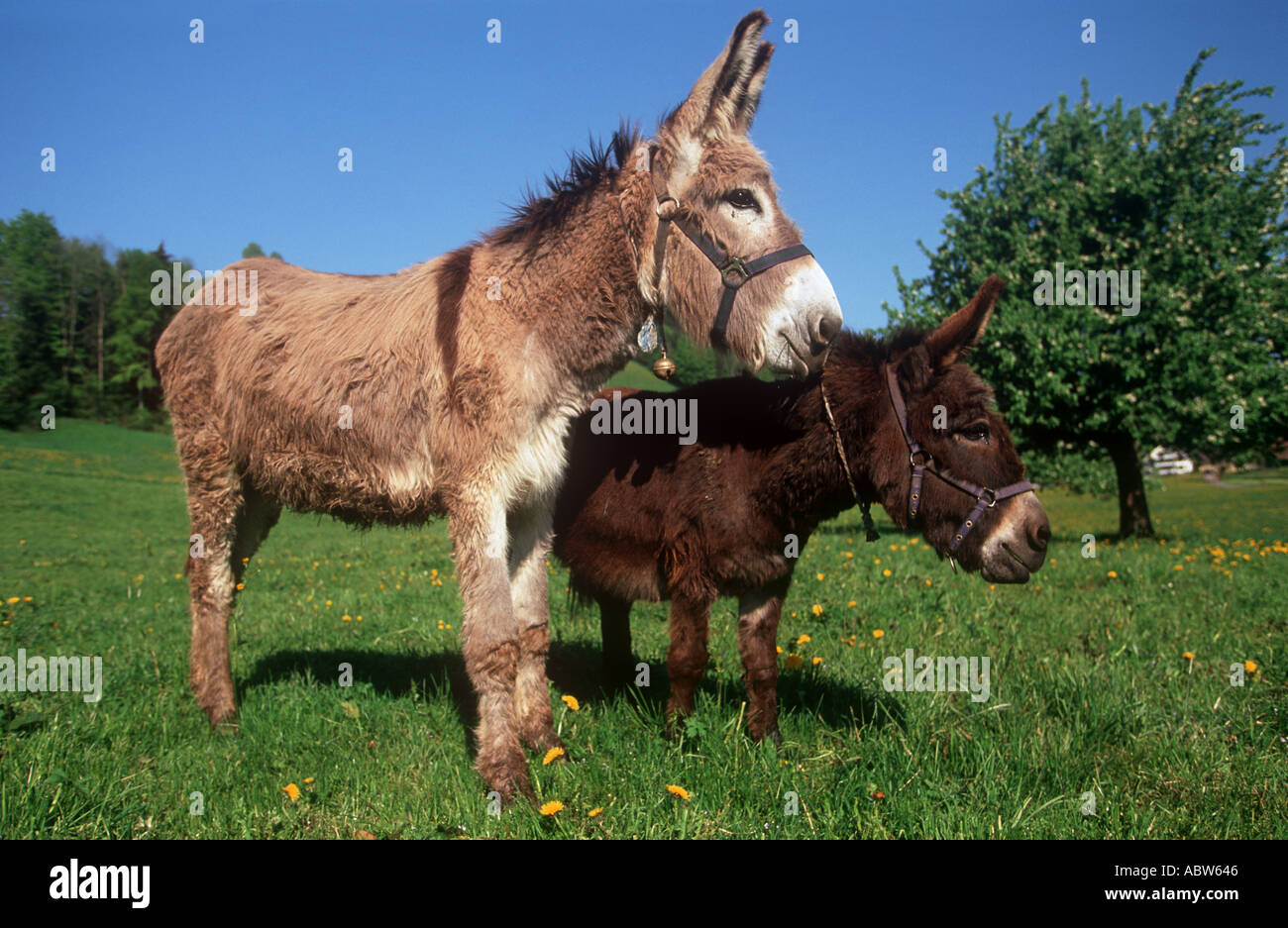 Donkey mare and foal hi-res stock photography and images - Alamy