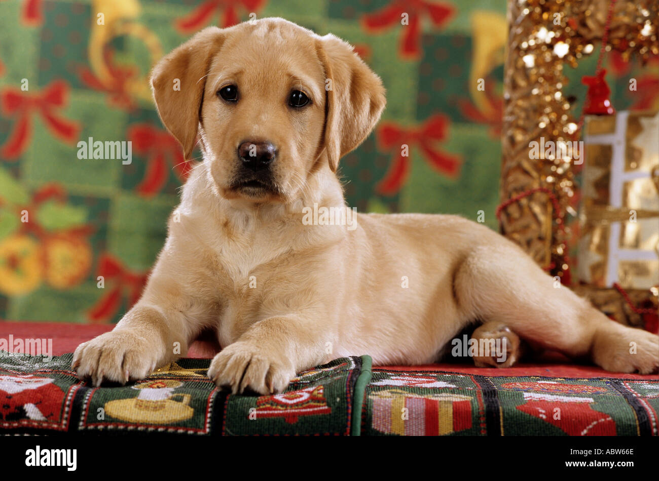 Labrador retriever dog puppy - lying in Christmas decoration Stock Photo