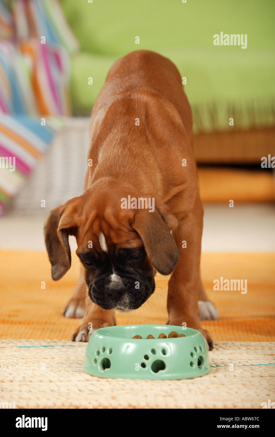 Boxer dog puppy standing in front of feeding bowl Stock Photo Alamy
