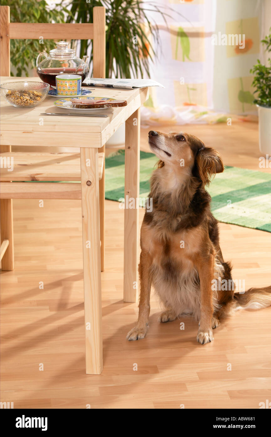 Why Does My Dog Sit Under The Table