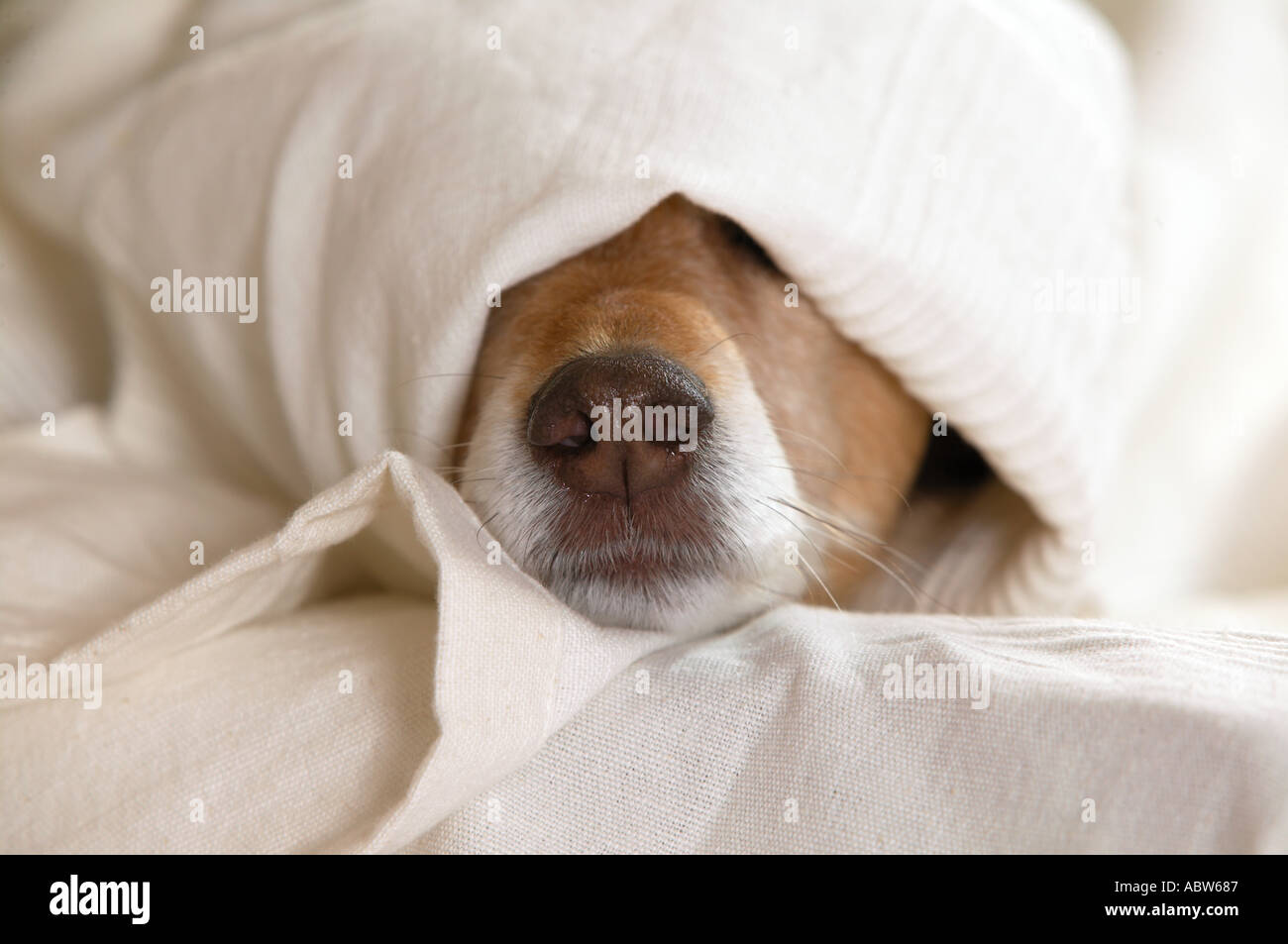 half breed dog - lying under cover Stock Photo