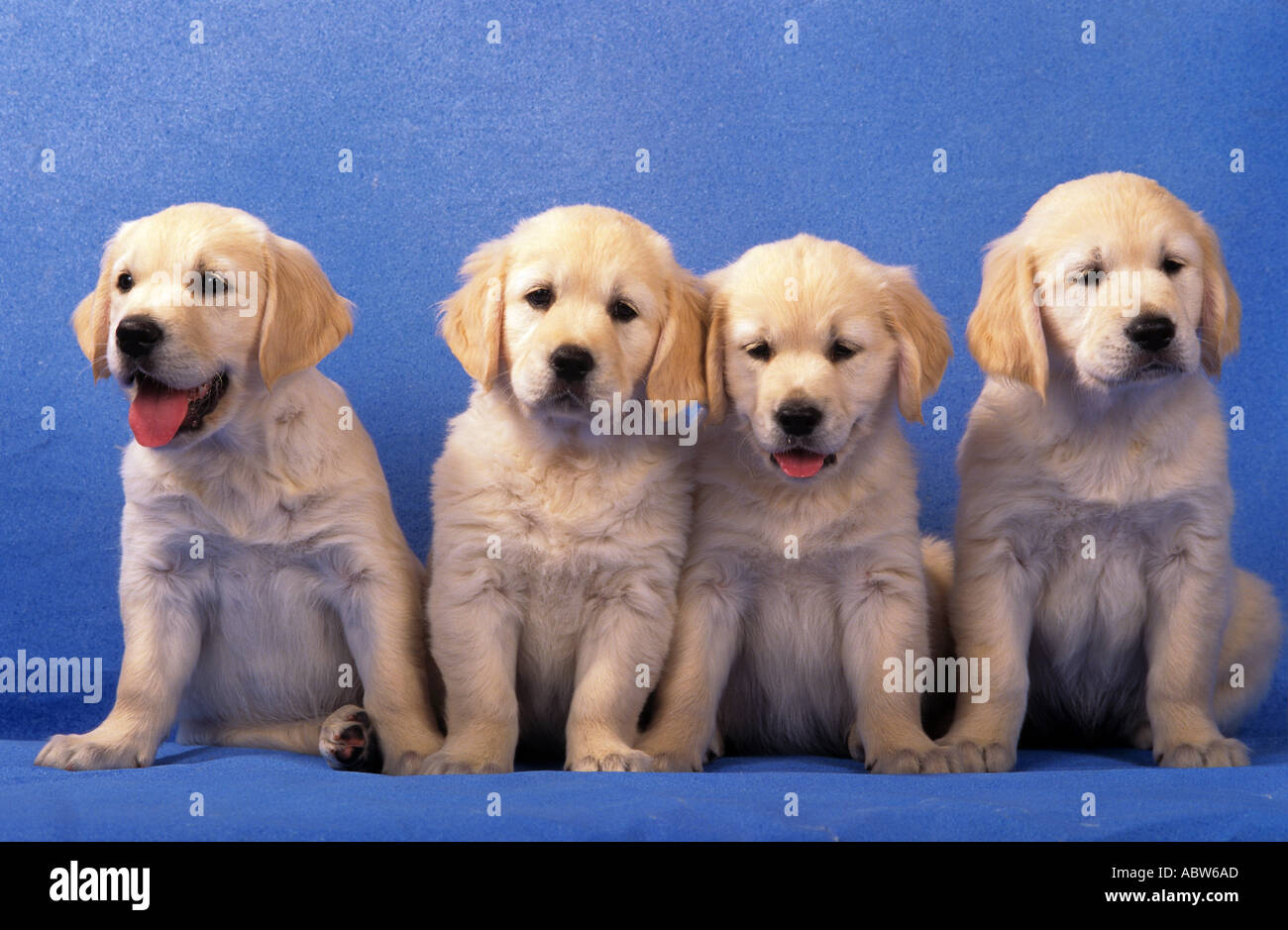 Golden Retriever dog - four puppies - sitting Stock Photo