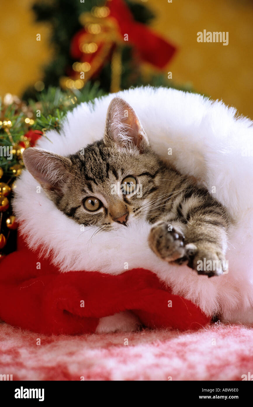 domestic cat kitten in Santa Claus cap Stock Photo
