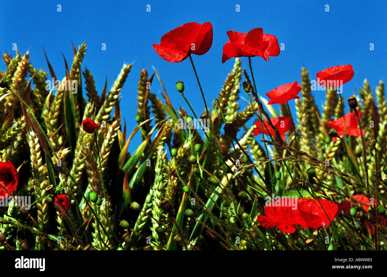 POPPIES CORNFIELD COUNTRYSIDE FIELDS RED BLUE WHEAT CORN AGRICULTURE Stock Photo