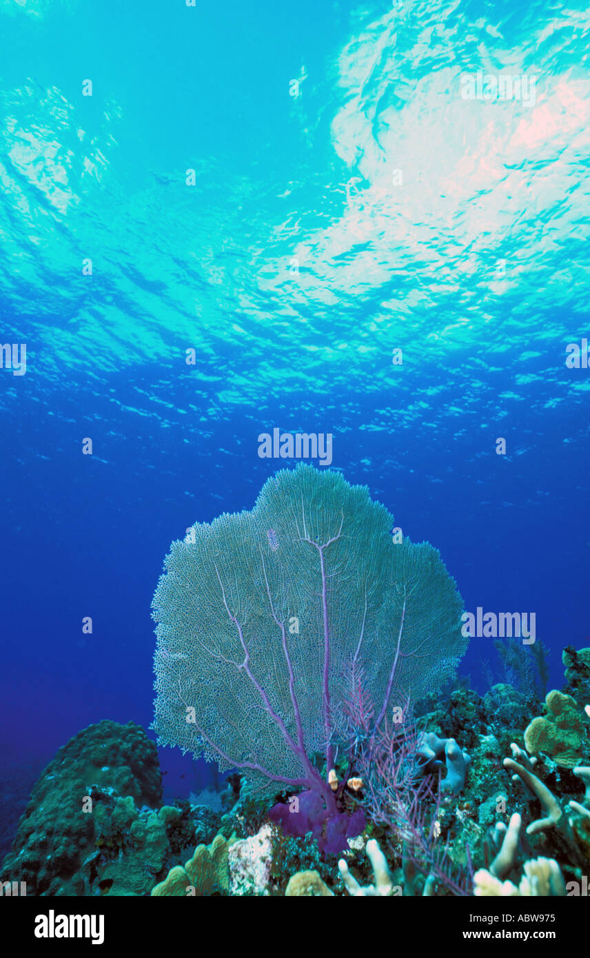 Underwater caribbean coral reep with prominent Sea Fan in deep blue water Stock Photo
