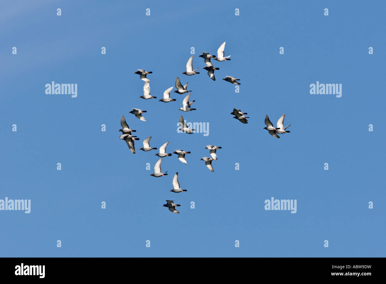 Flock of feral pigeons on flight with nice blue sky Bedford Stock Photo