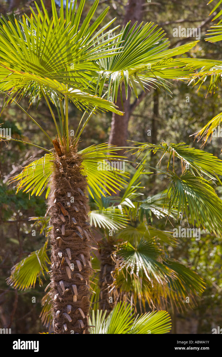 Palms on Brioni islands, Veliki Brijun, Croatia Stock Photo