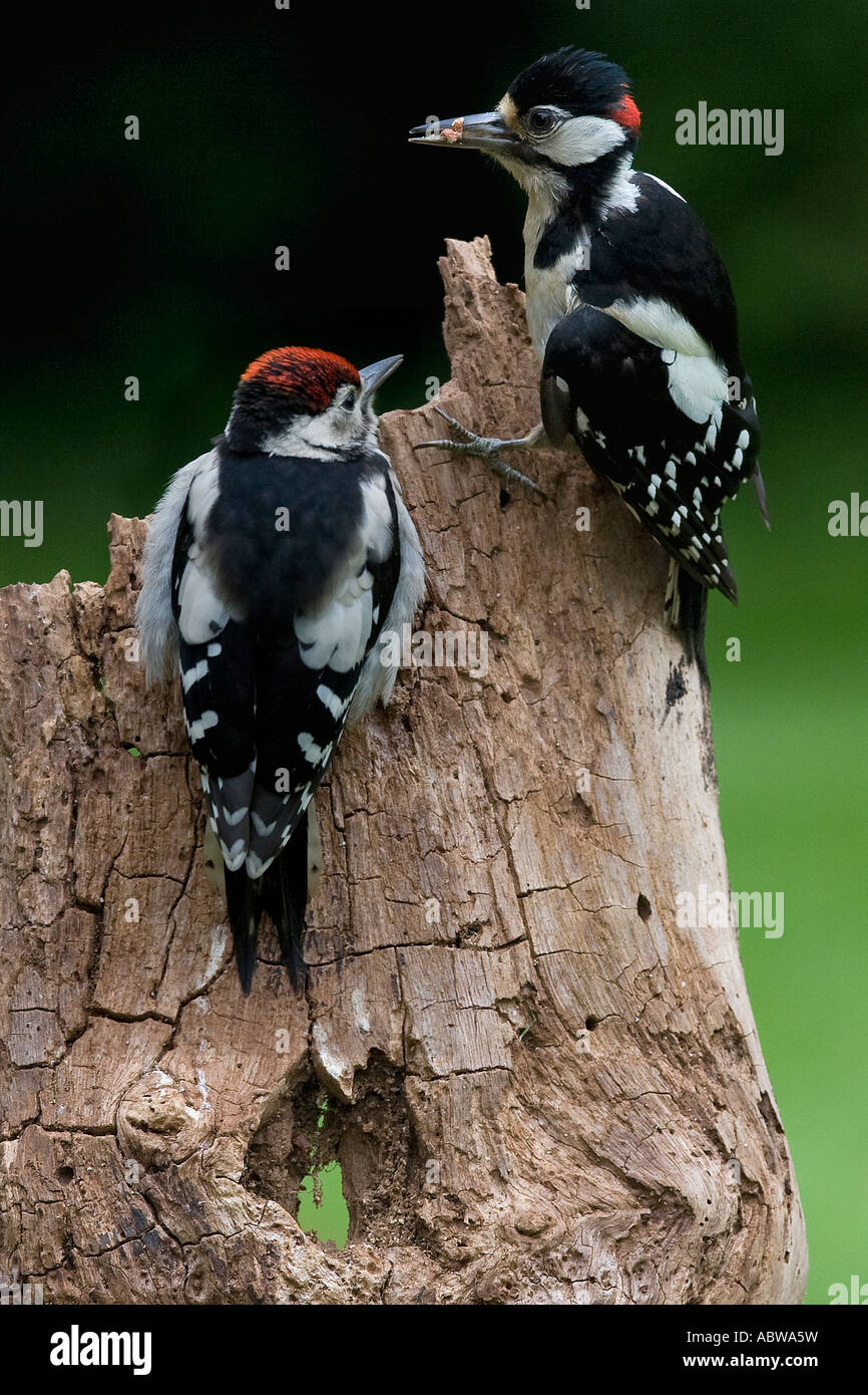 Great Spotted Woodpecker Dendrocopos major Time for a feed. Natural history. Wildlife. Stock Photo