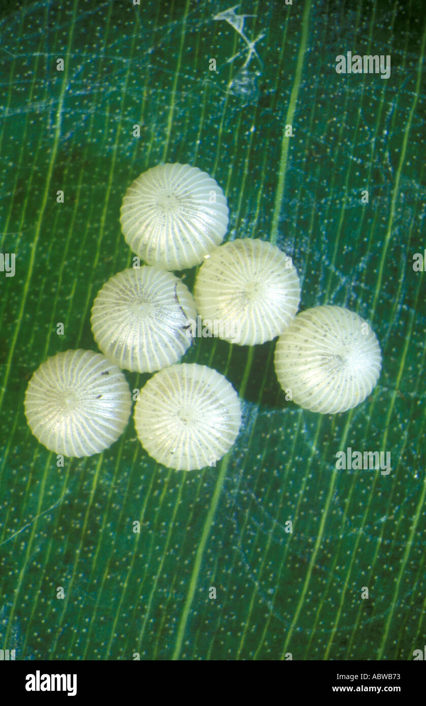 Owl Butterfly eggs on leaf Stock Photo