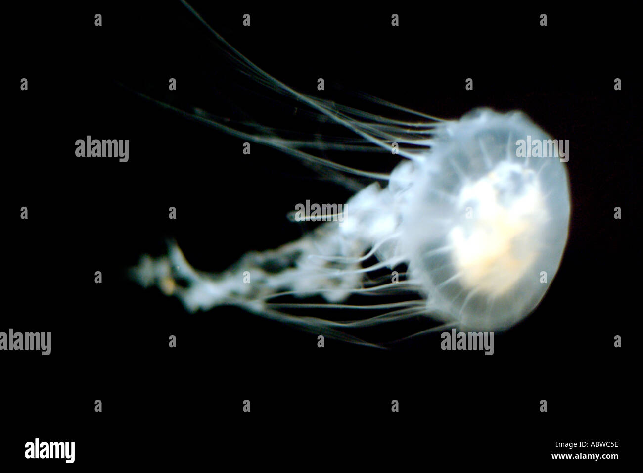 Box jellyfish habitat hires stock photography and images Alamy