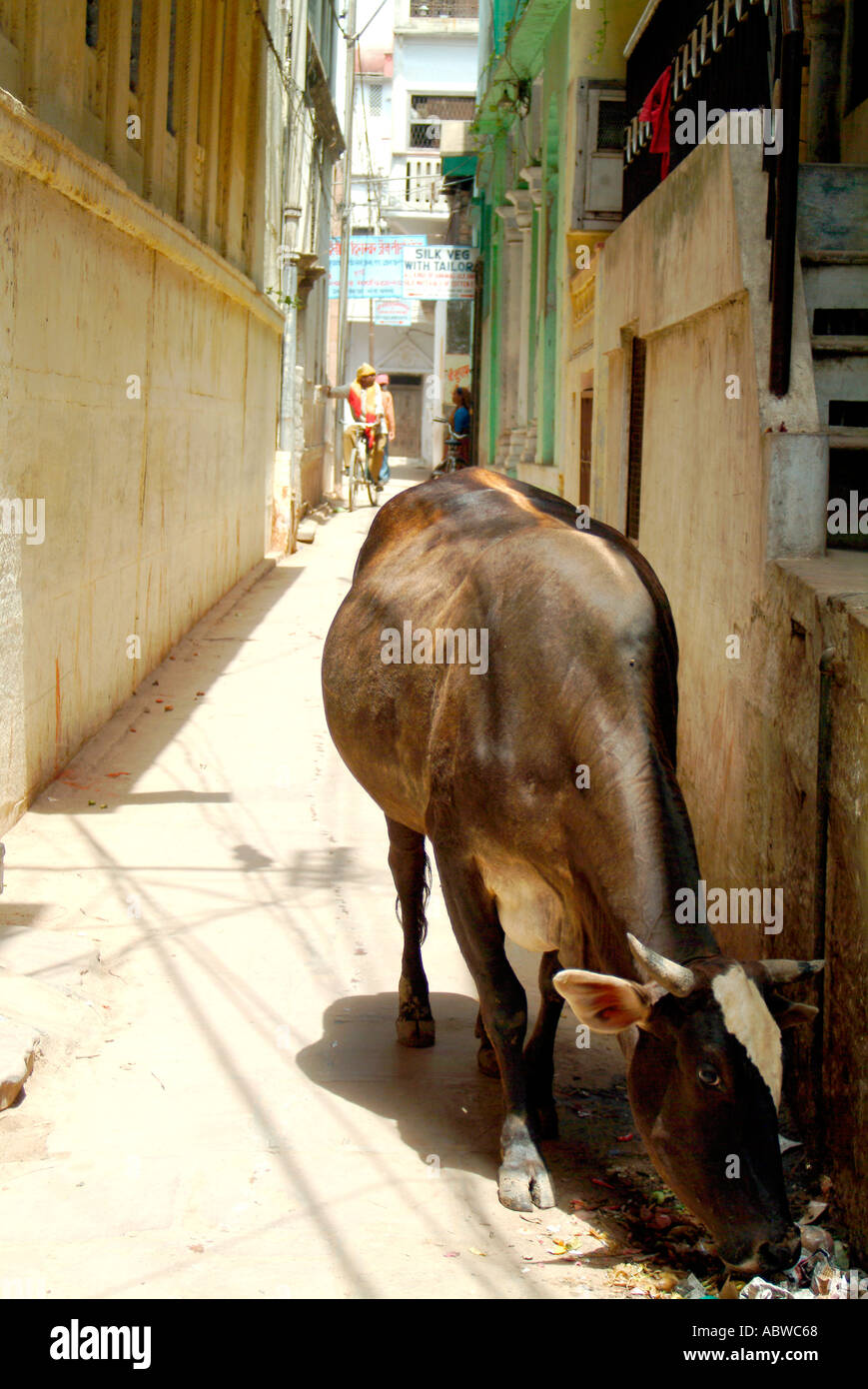 Holy Cow  Stock Photo