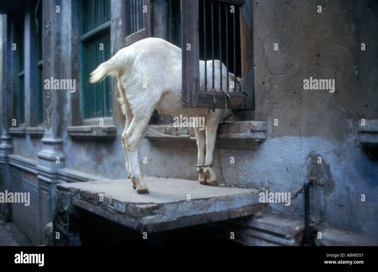 Pet goat looking through the window in Varanasi INDIA Stock Photo - Alamy
